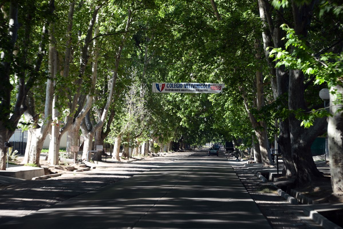 04-1 Canopy Of Trees Above The Street Nearing Our First Stop In Lujan de Cuyo For The Start OF Our Mendoza Wine Tour